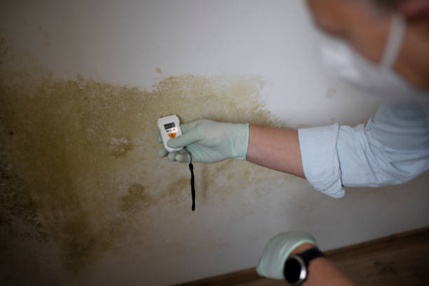 Best Forensic Mold Investigation  in Electra, TX